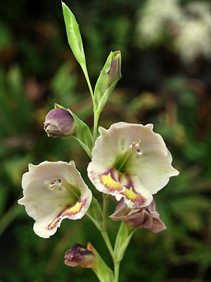 GLADIOLUS PAPILIO