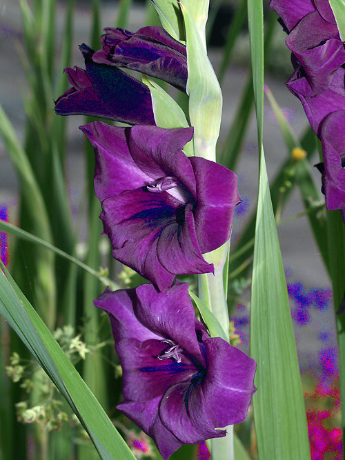 GLADIOLUS 'PURPLE PRINCE'