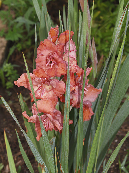 GLADIOLUS 'SIRAEL'