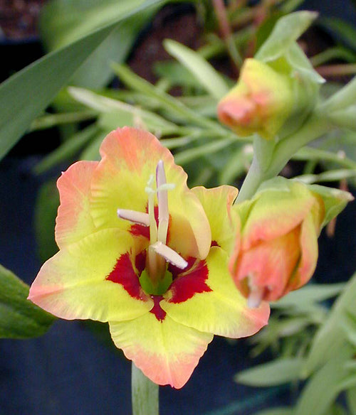 GLADIOLUS 'TEX MEX'