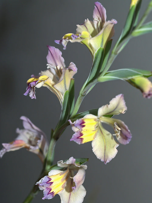 GLADIOLUS VIRESCENS
