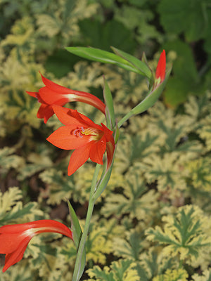 GLADIOLUS WATSONIOIDES
