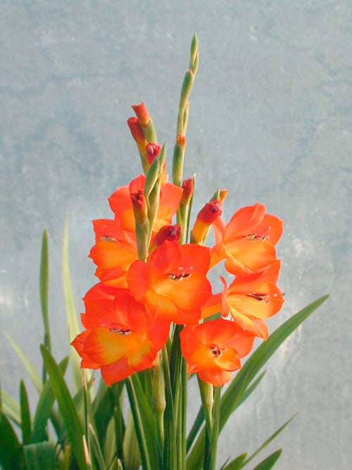 GLADIOLUS BONASPEI