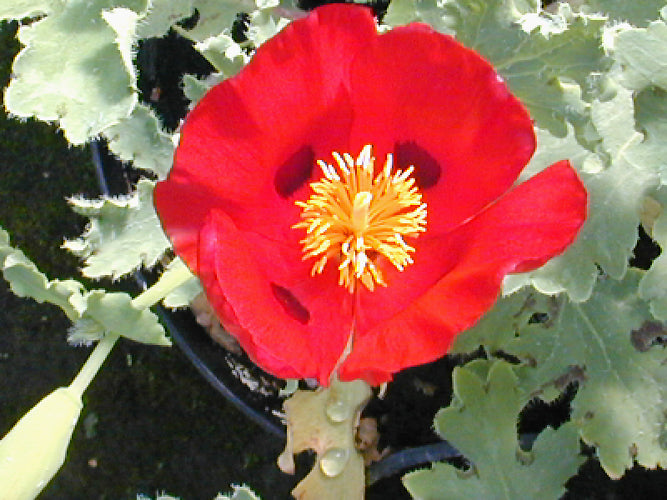 GLAUCIUM CORNICULATUM