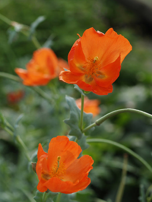 GLAUCIUM FLAVUM f.FULVUM