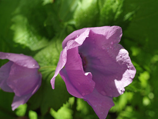 GLAUCIDIUM PALMATUM