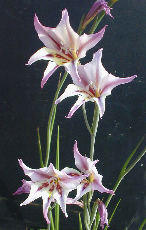 GLADIOLUS CARNEUS X CITRINUS