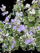 GLECHOMA HEDERACEA 'BARRY YINGER VARIEGATED'