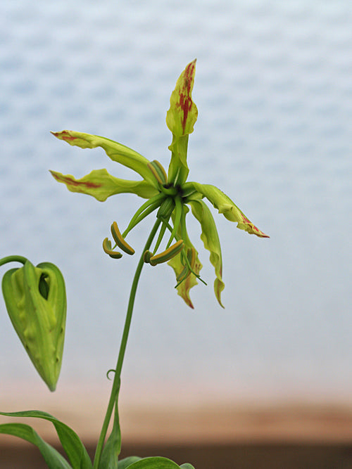 GLORIOSA SUPERBA 'CARSONII'