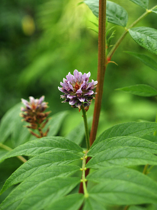 GLYCYRRHIZA YUNNANENSIS