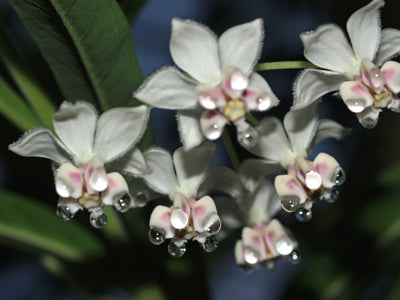 GOMPHOCARPUS PHYSOCARPUS