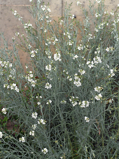 GOMPHOSTIGMA VIRGATUM