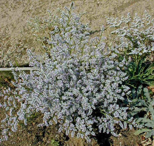 GONIOLIMON TATARICUM var.ANGUSTIFOLIUM