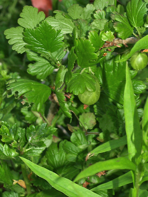 gooseberry 'CARELESS'