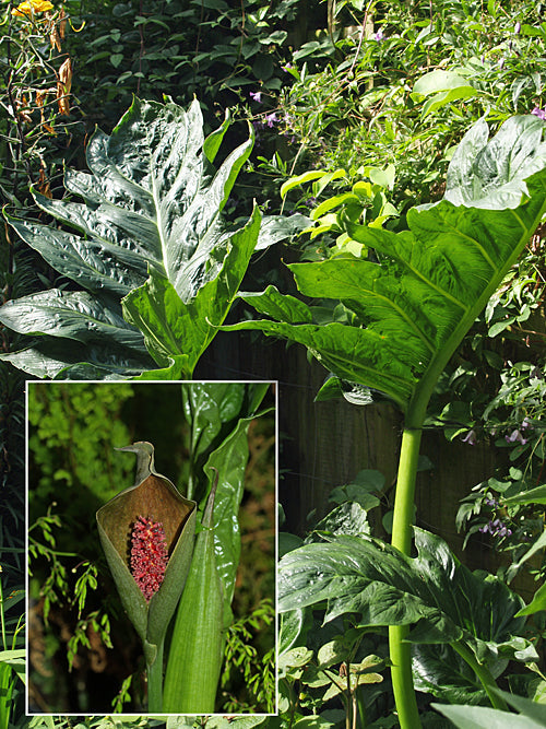 GORGONIDIUM INTERMEDIUM