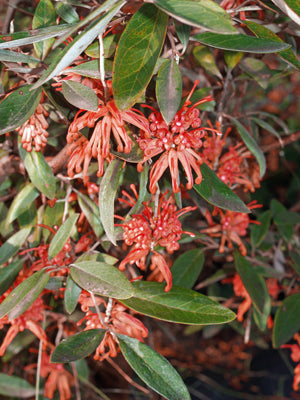 GREVILLEA VICTORIAE