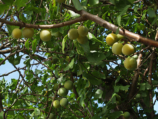 old fashioned GREENGAGE