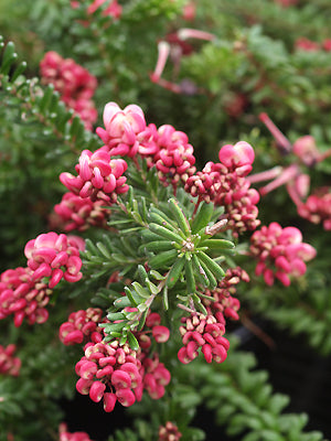 GREVILLEA LANIGERA 'MOUNT TAMBORITHA'