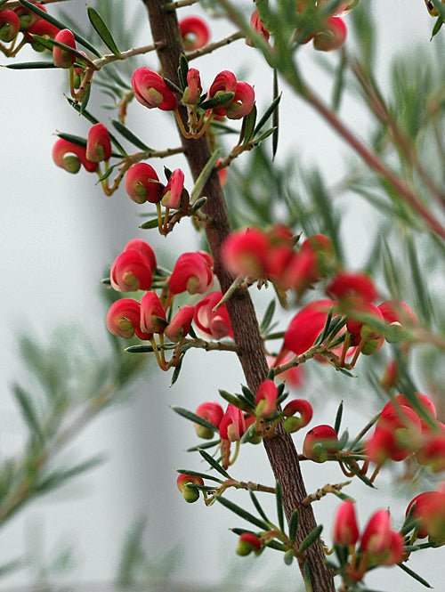 GREVILLEA LAVANDULACEA 'BLACK RANGE'