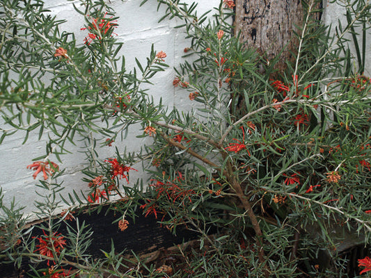 GREVILLEA ROBUSTA