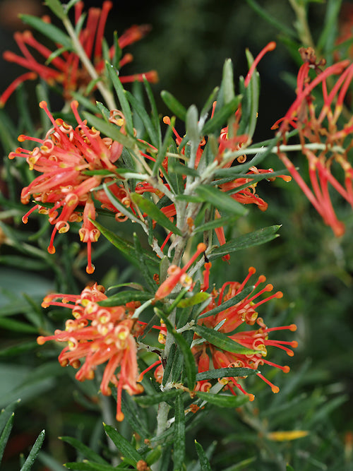 GREVILLEA 'POORINDA CONSTANCE'