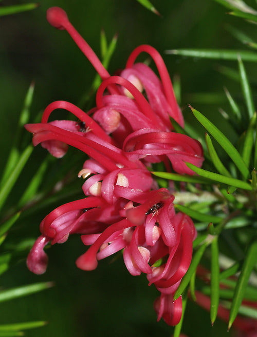 GREVILLEA ROSMARINIFOLIA