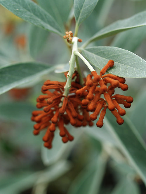 GREVILLEA VICTORIAE 'MURRAY VALLEY QUEEN'