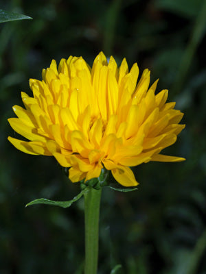 GRINDELIA CHILOENSIS