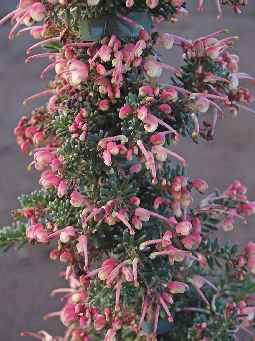 GREVILLEA LANIGERA 'RED SALENTO'