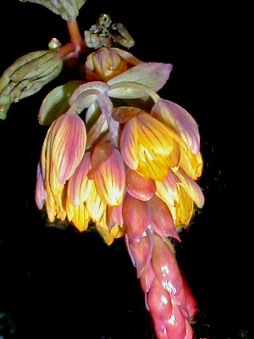 GYMNOSPERMIUM ALBERTII