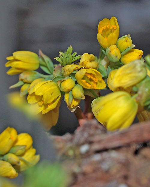 GYMNOSPERMUM ALTAICUM