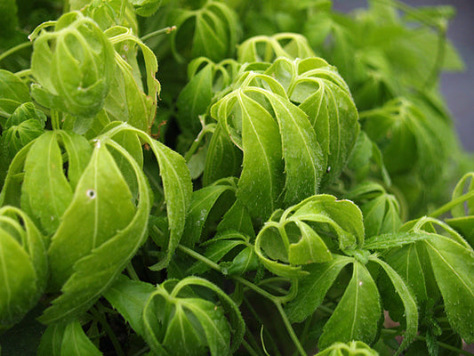 GYNOSTEMMA PENTAPHYLLUM