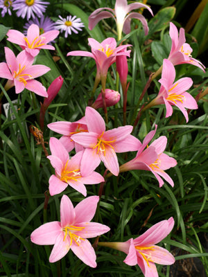 ZEPHYRANTHES MINUTA