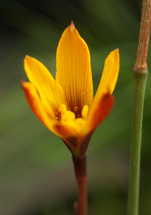 HABRANTHUS TUBISPATHUS