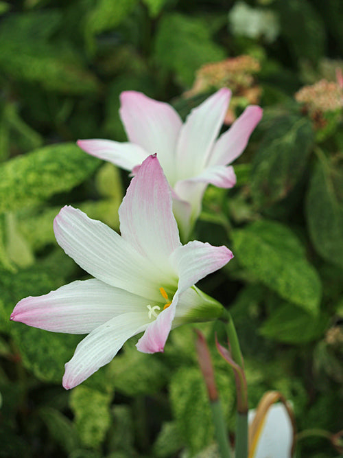 HABRANTHUS BRACHYANDRUS pink
