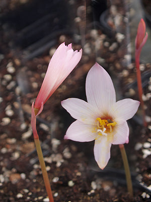 HABRANTHUS MARTINEZII