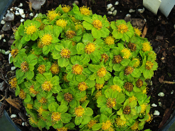 HACQUETIA EPIPACTIS