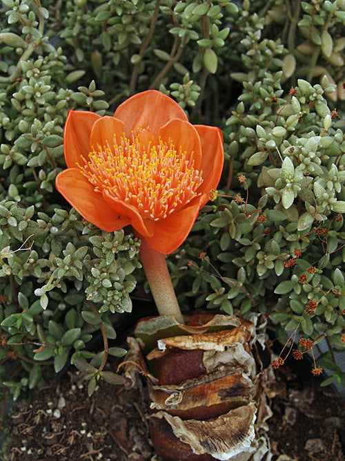 HAEMANTHUS COCCINEUS