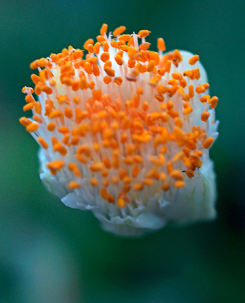 HAEMANTHUS PAUCULIFOLIUS