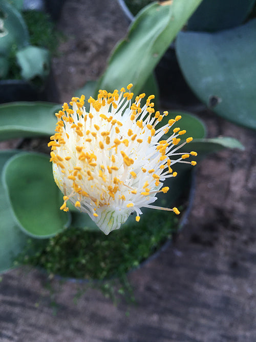 HAEMANTHUS ALBIFLOS 'TILBURY TOLL' x DEFORMIS