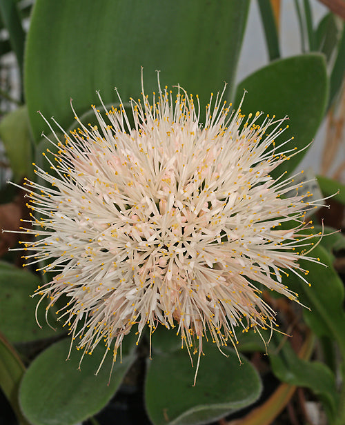 HAEMANTHUS ALBIFLOS