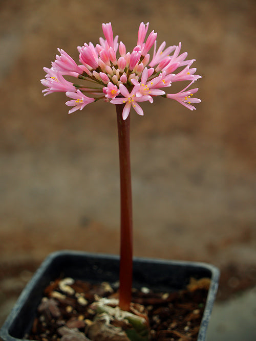 HAEMANTHUS CARNEUS