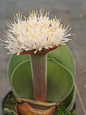 HAEMANTHUS HUMILIS subsp.HIRSUTUS