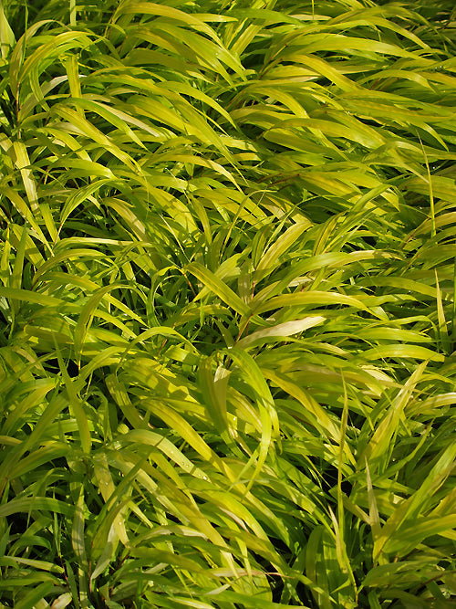 HAKONECHLOA MACRA 'ALL GOLD'