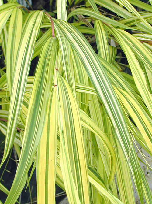 HAKONECHLOA MACRA 'AUREOLA'