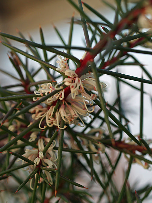HAKEA SERICEA pink form