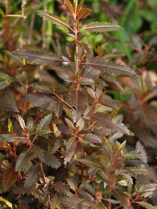 HALORAGIS ERECTA 'RUBRA'