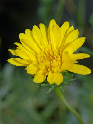 HAPLOPAPPUS PRUNELLOIDES var.MUSTERSII F&W 9384