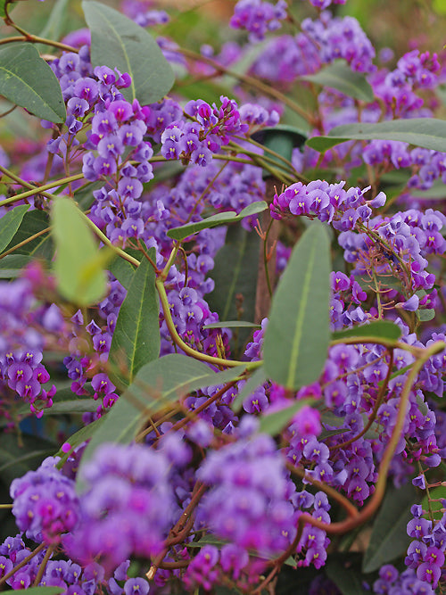 HARDENBERGIA COMPTONIANA