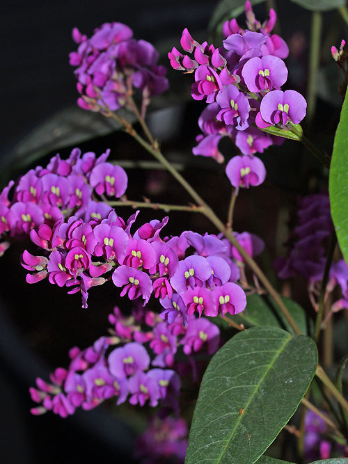 HARDENBERGIA VIOLACEA